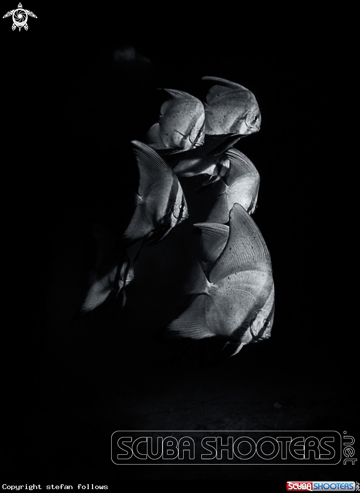 A Pinnate Batfish