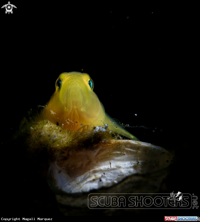 A Yellow Gobyfish