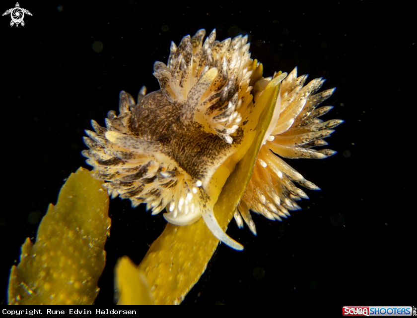 A Aeolidia papillosa