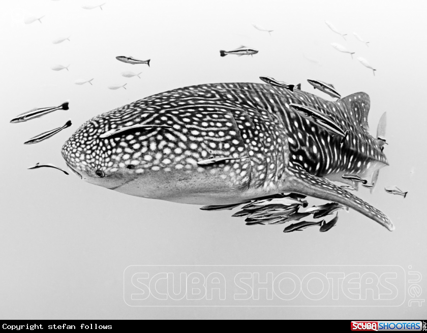 A Whale Shark
