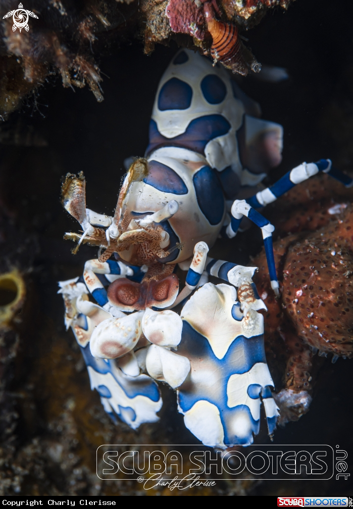A Harlequin Shrimp