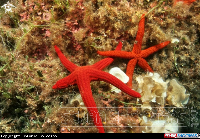 A Stelle rosse