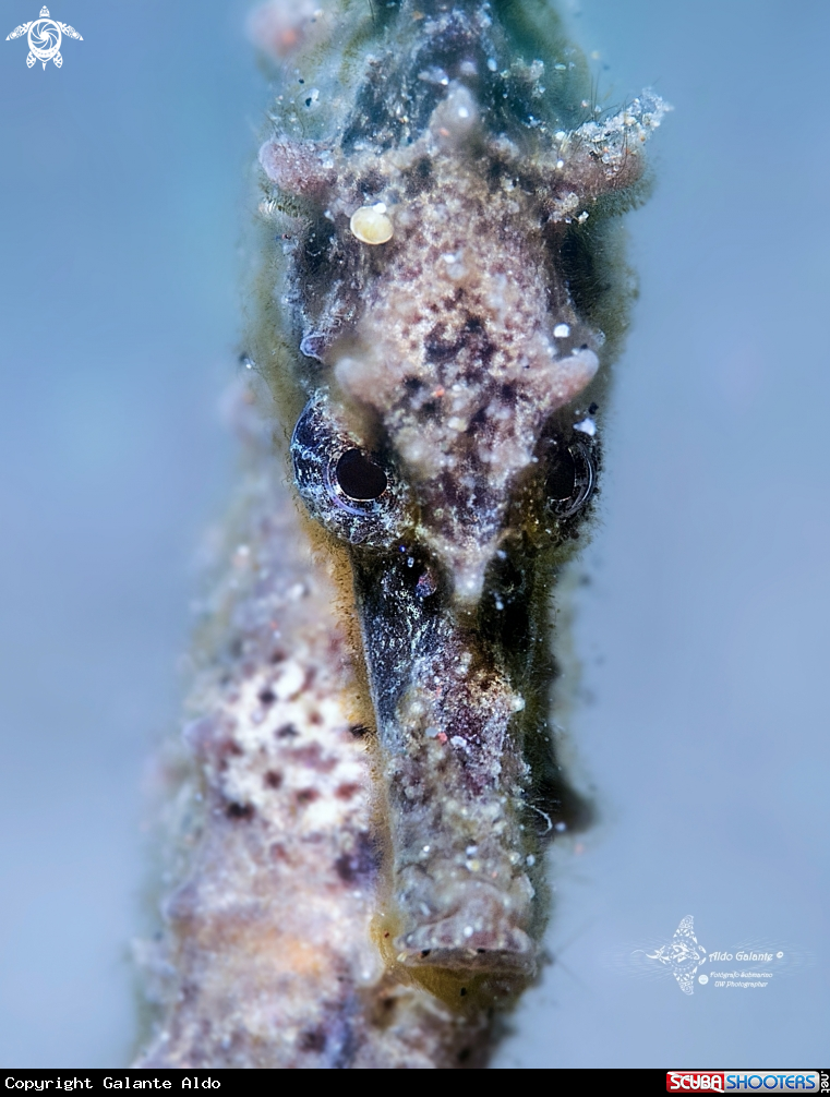 A Seahorse