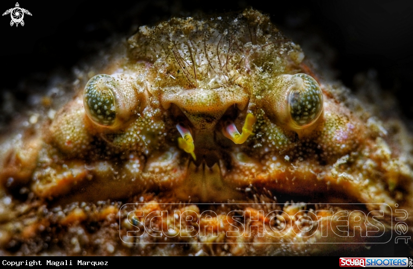A Rough box crab or lumpy box crab 