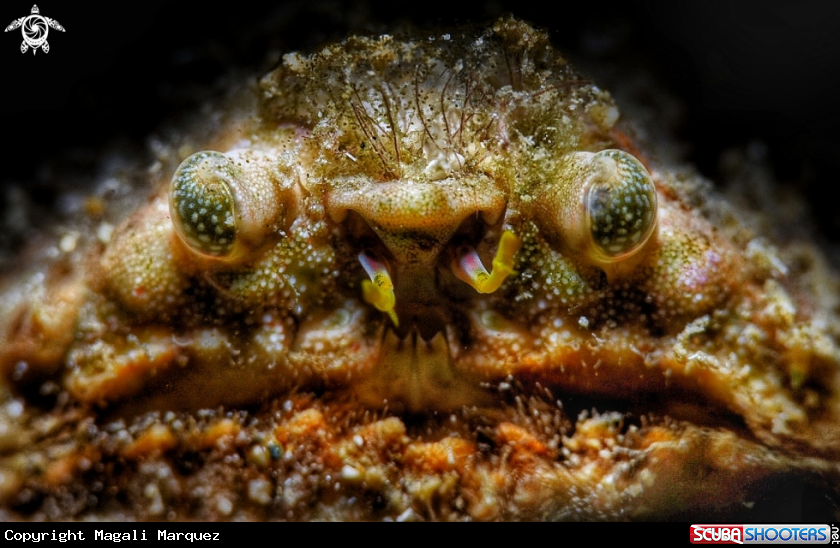 A Rough box crab or lumpy box crab 