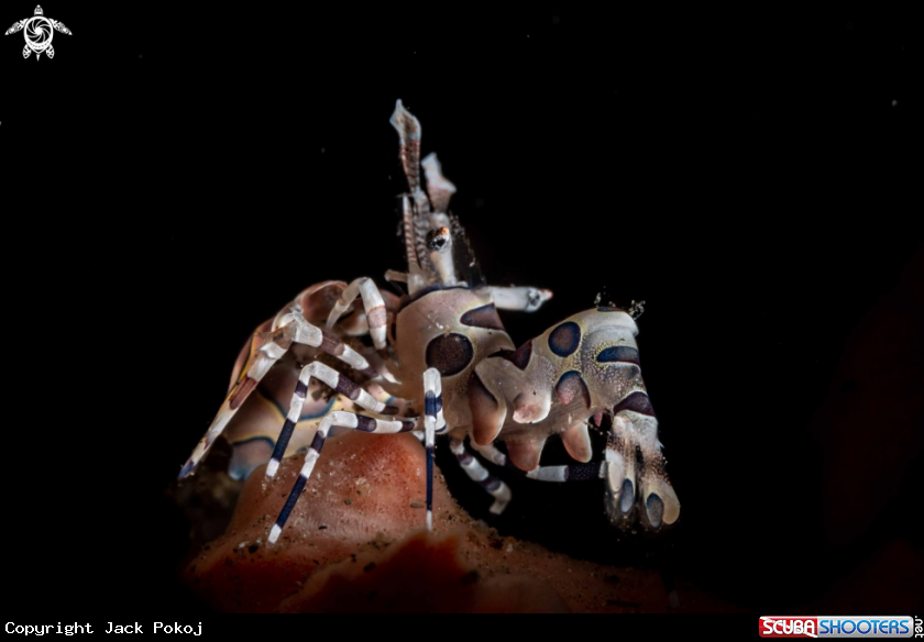 A Harlequin shrimp