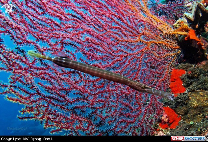 A Aulostomus chinensis