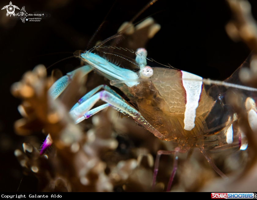 A Shrimp