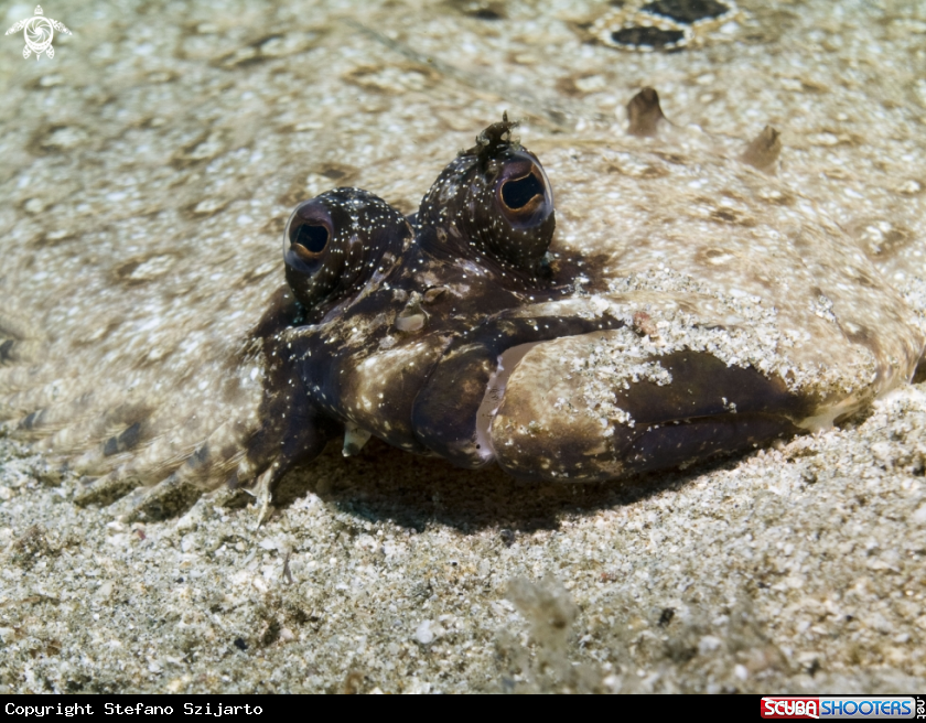 A underwater creature