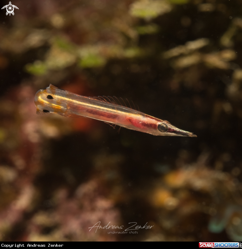 A Arrow blenny