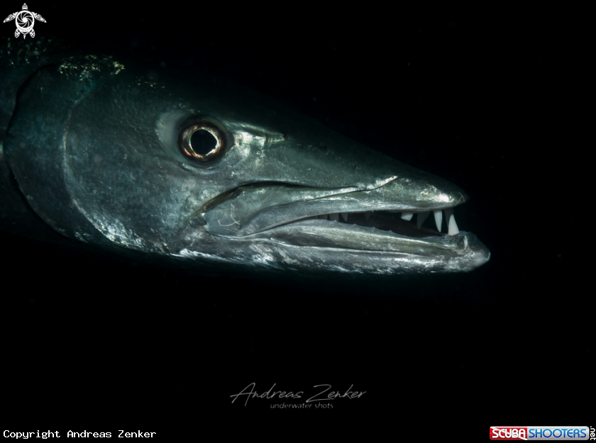 A Great Barracuda