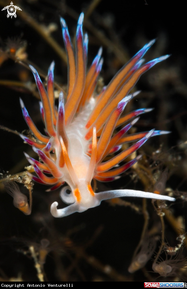 A Cratena peregrina
