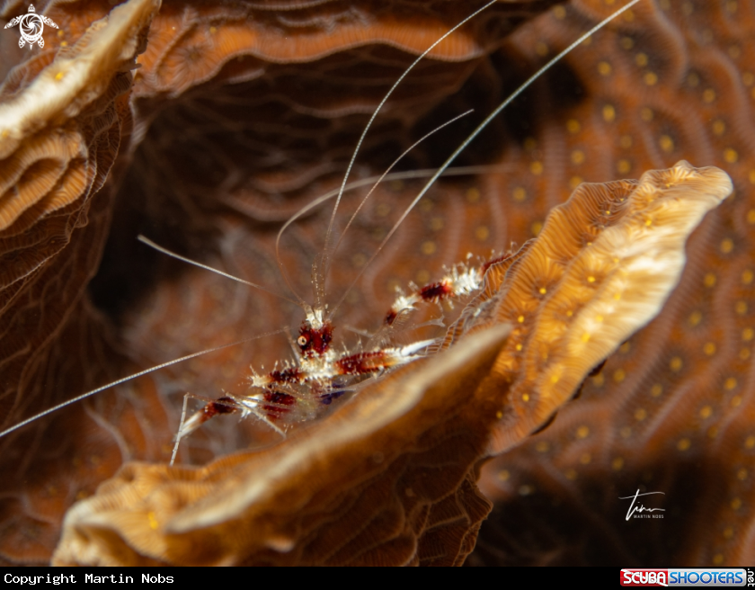 A Banded Coral shrimp