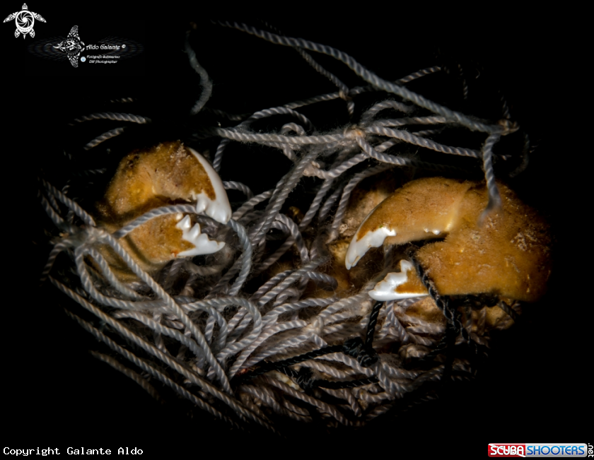 A Crab