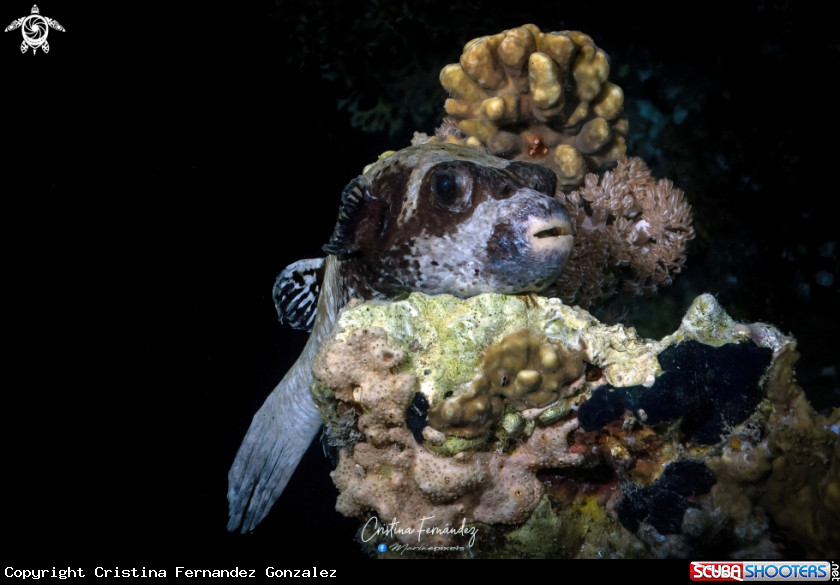 A Masked puffer fish