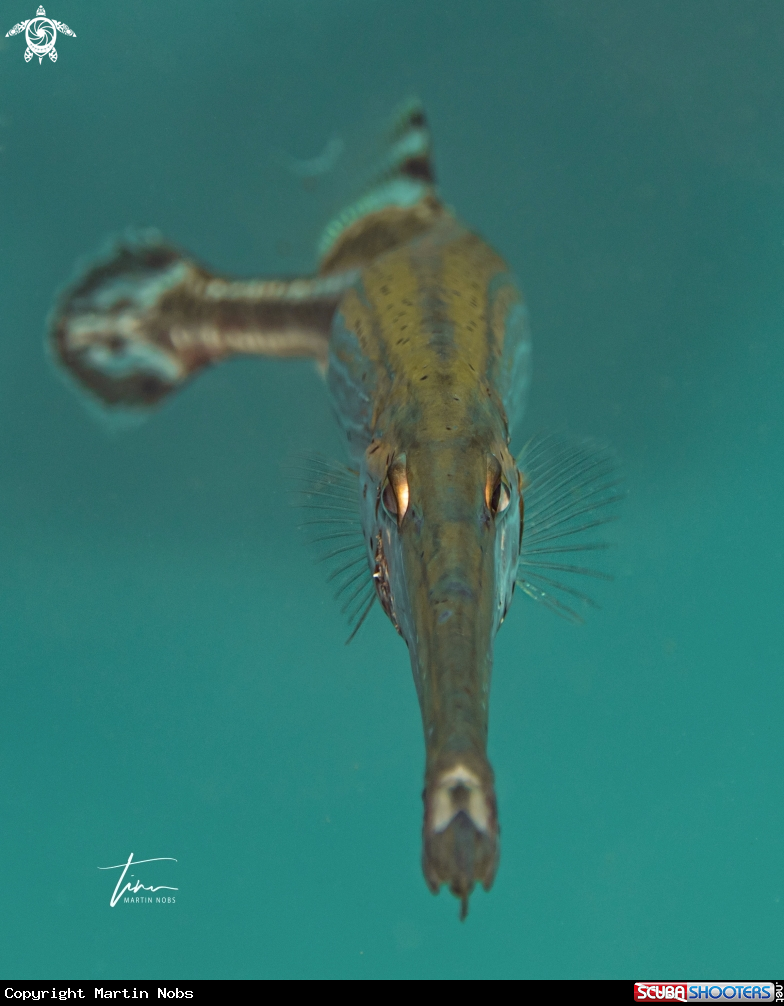 A Trumpetfish