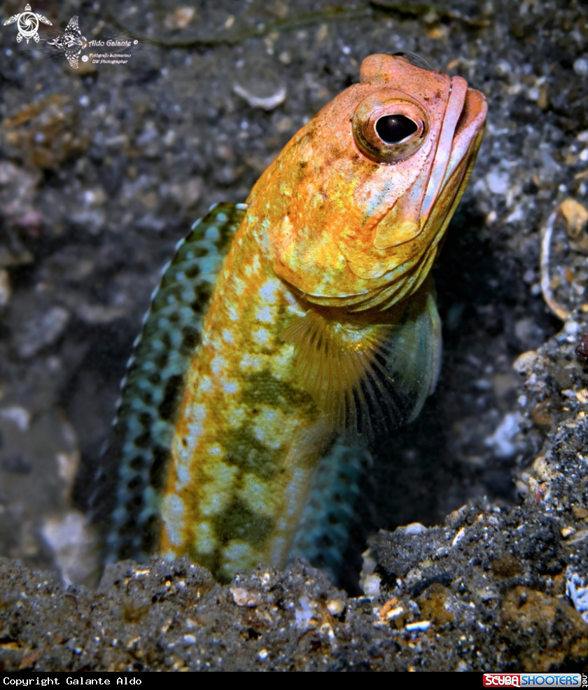 A Jawfish