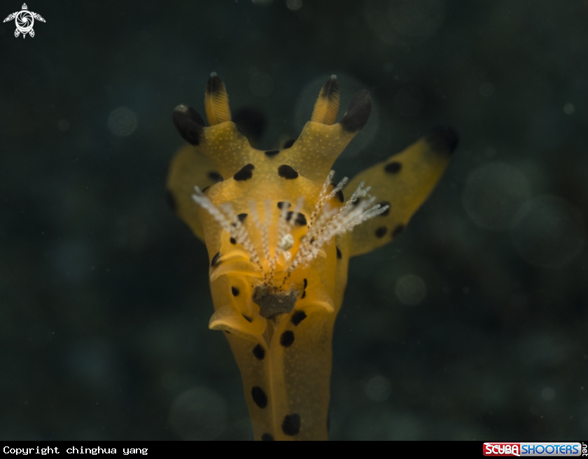 A seaslug
