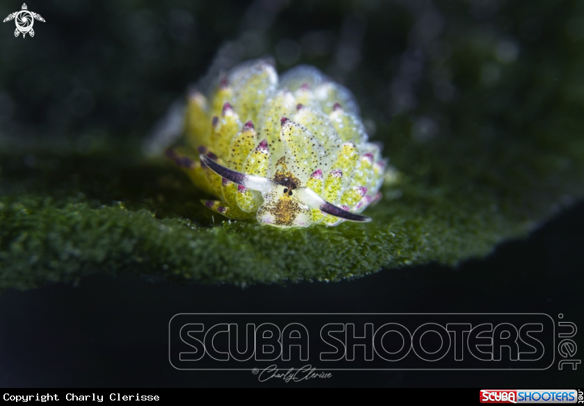 A Sheep Nudi