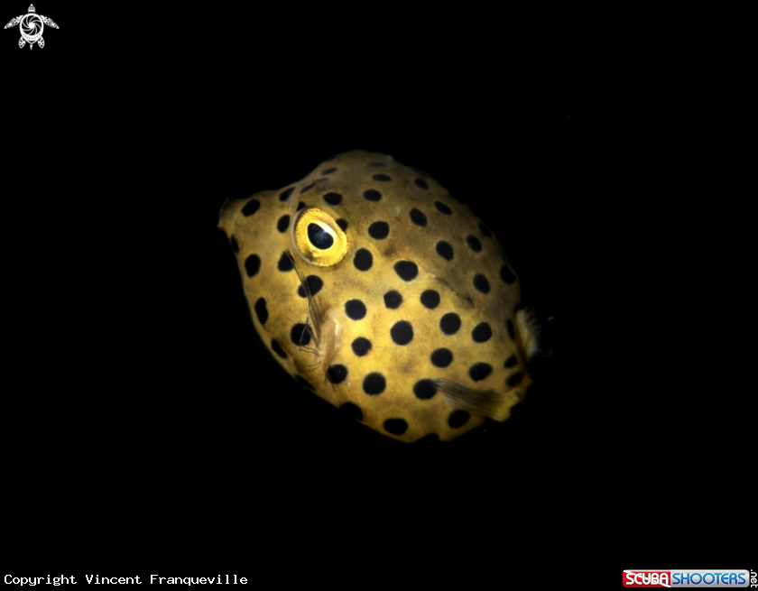 A Yellow Boxfish