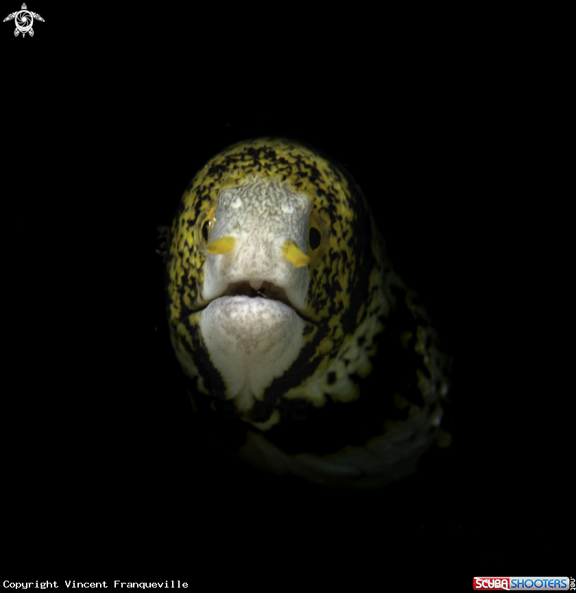 A Snowflake Moray