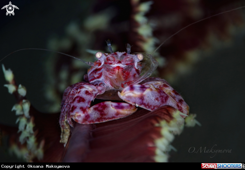 A Soft Coral Porcelain Crab (Lissoporcellana nakasonei)