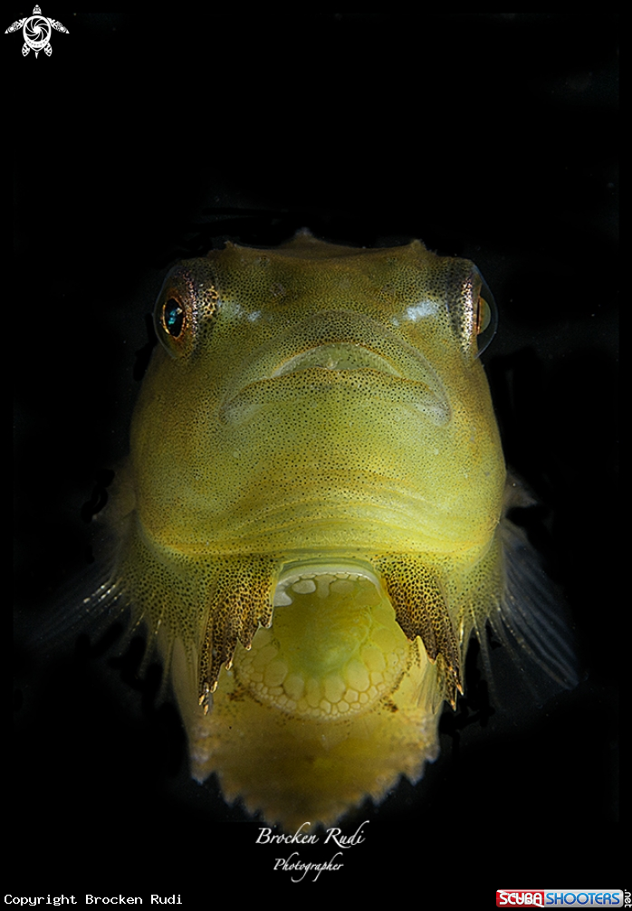 A Lumpfish