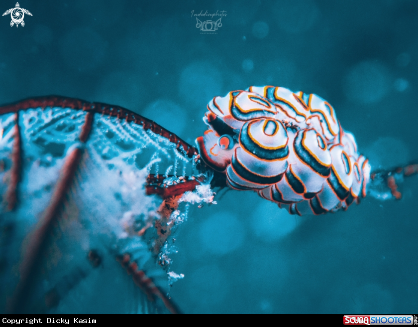 A Donut nudibranch