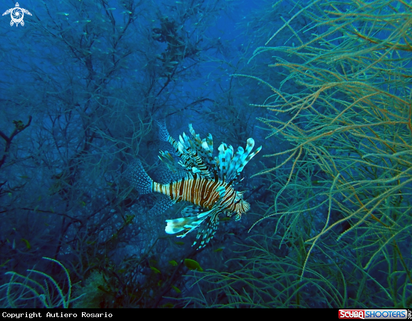 A Pesce Leone 