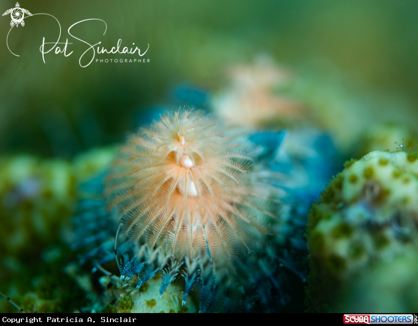 A Christmas Tree Worm