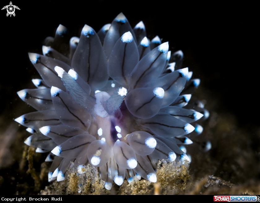 A Bleu tip