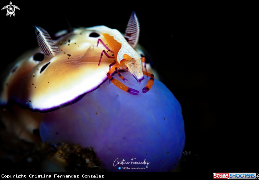 A Nudibranch