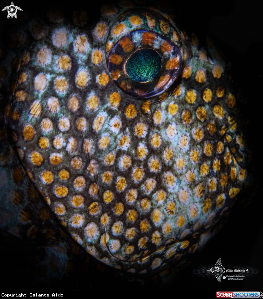 A Fish