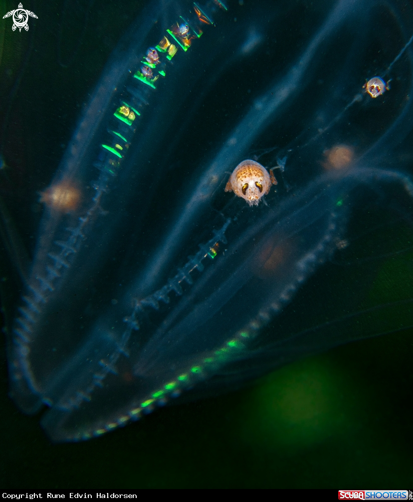 A Hyperia galba