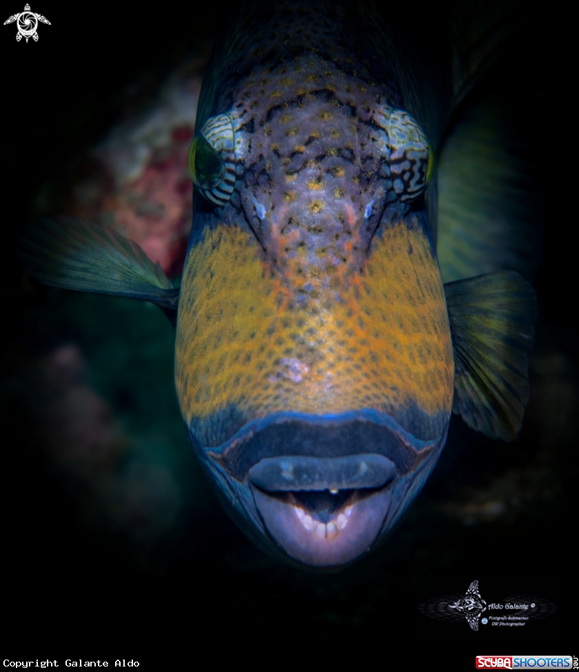 A Titan Triggerfish.
