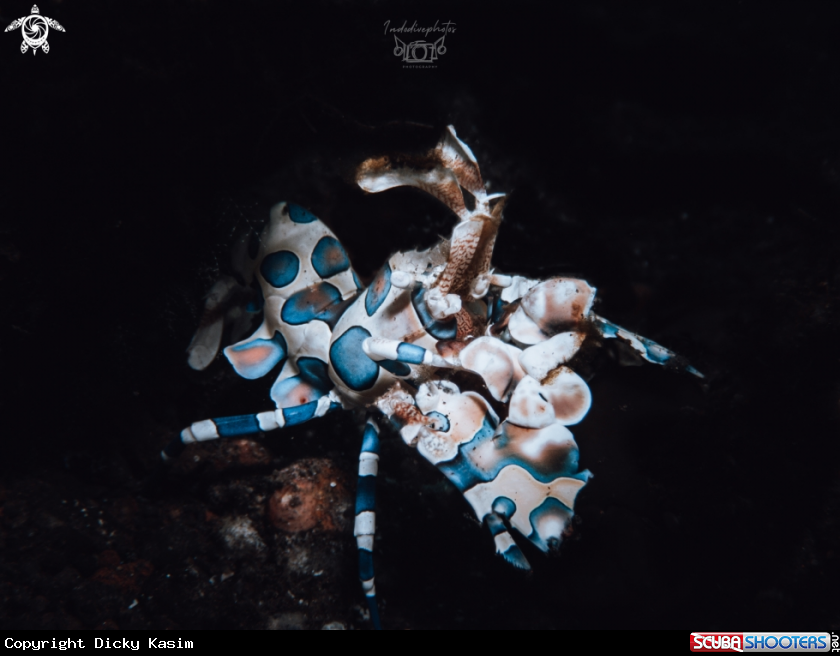 A Harlequin Shrimp