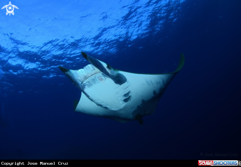 A Chilean Devil Ray