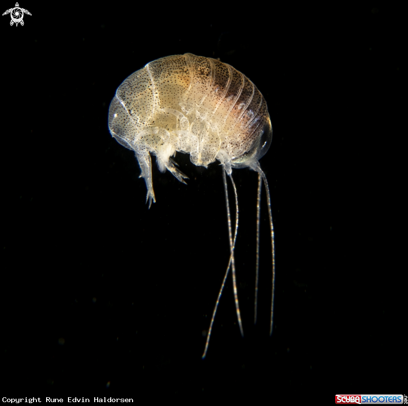 A Hyperia galba