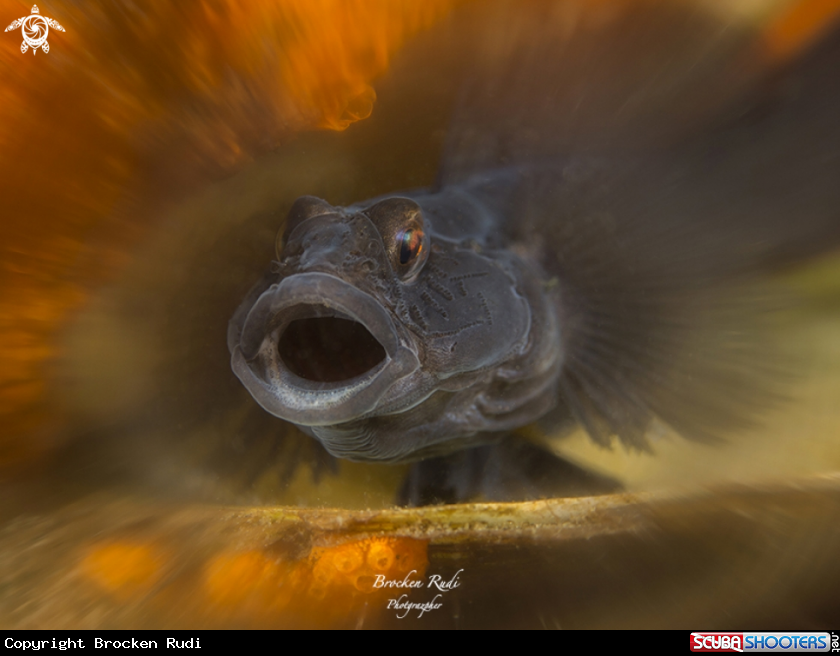 A Black goby