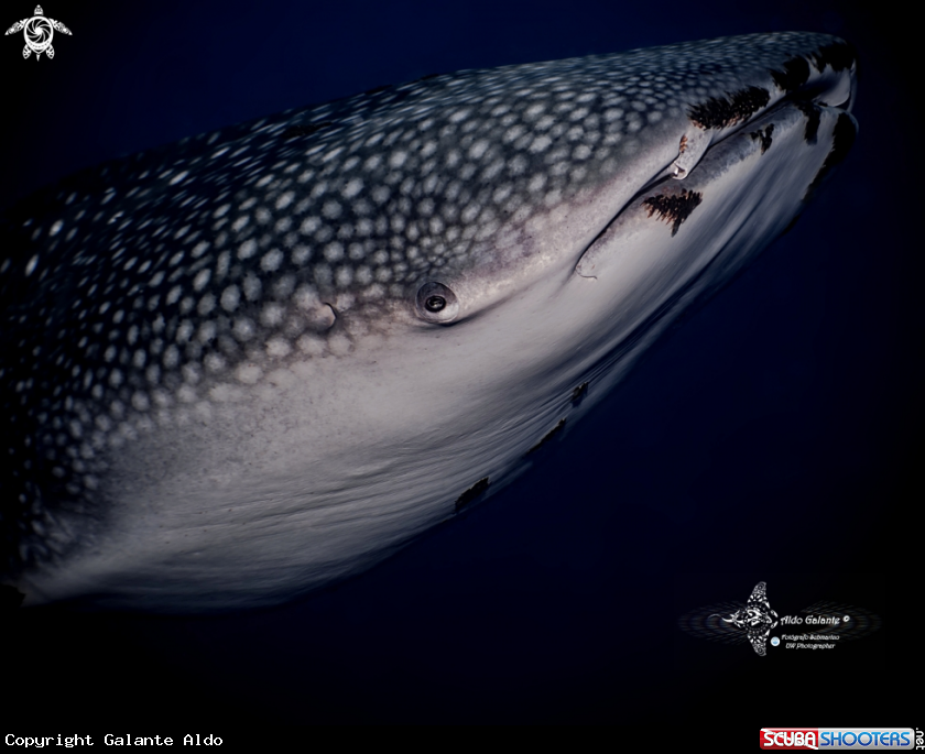 A Whale Shark