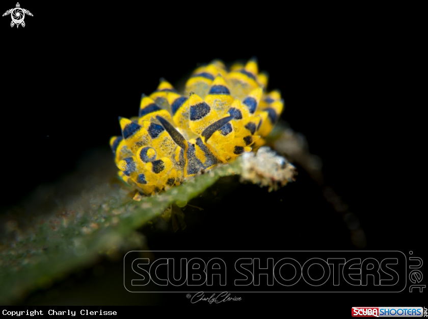 A Costasiella sp