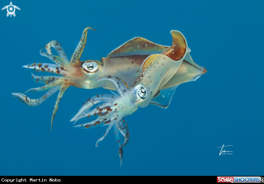 A Caribbean Reef Squid