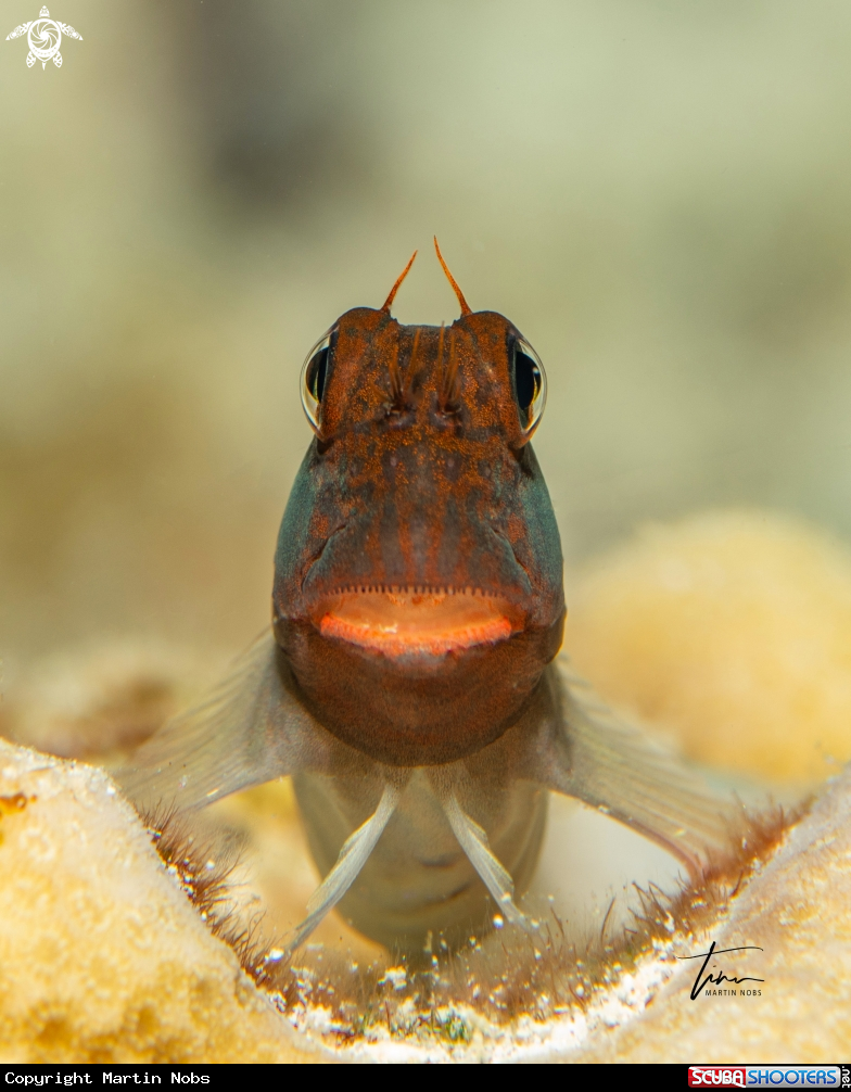 A Red-Mouth Blennie