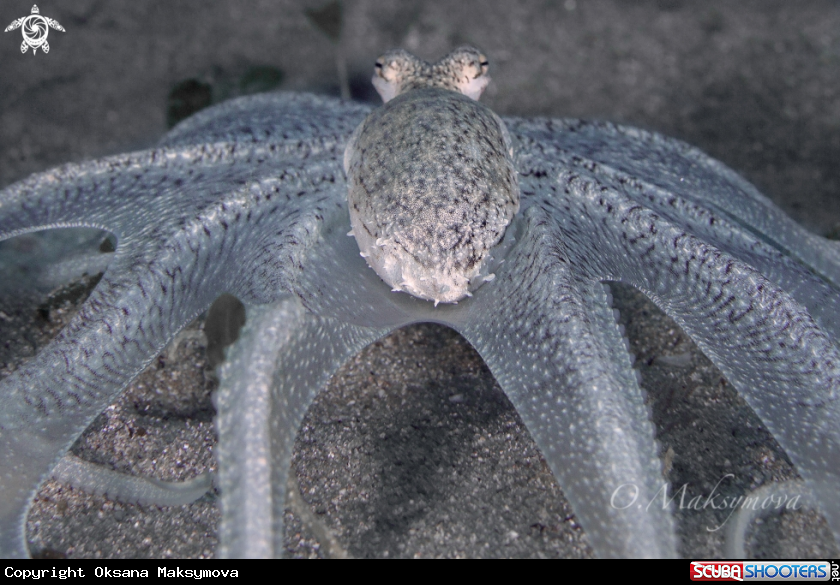 A Longarm octopus 
