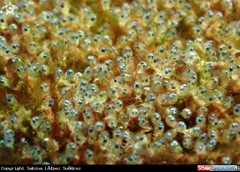 A Abudefduf luridus eggs