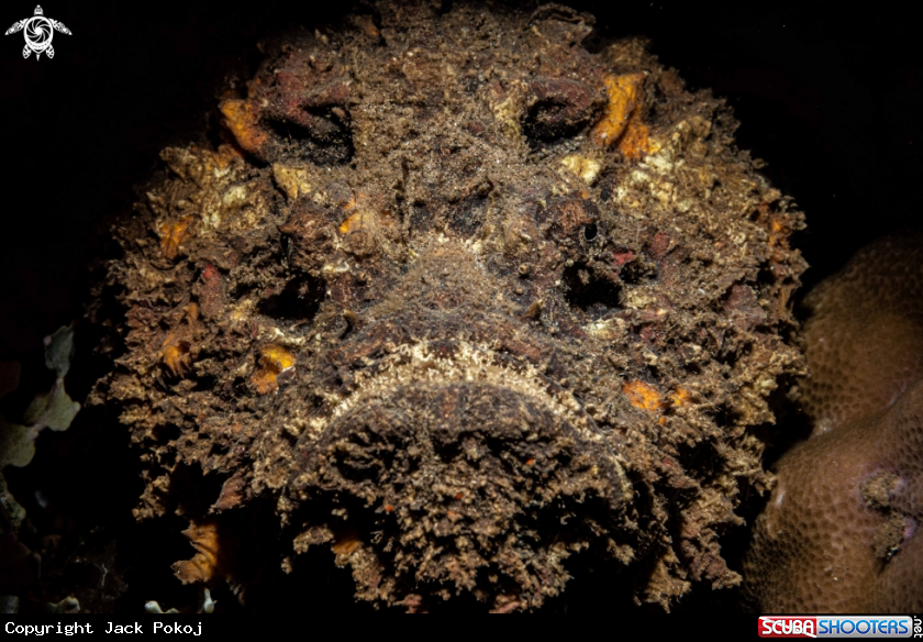 A Stone fish