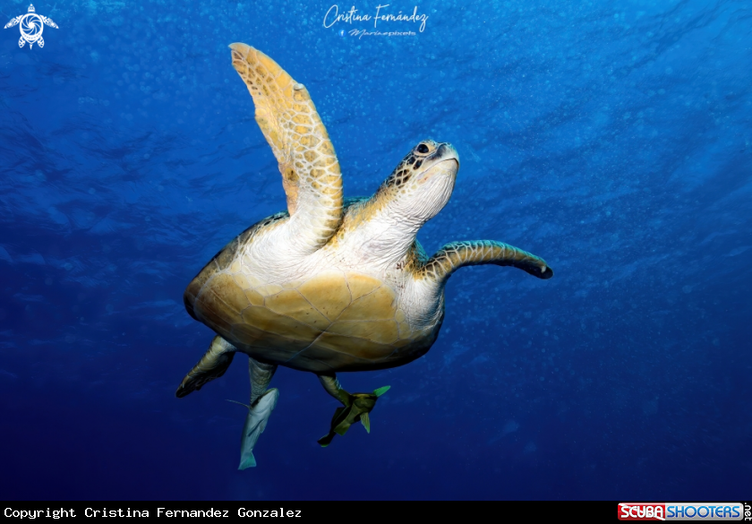 A Green turtle