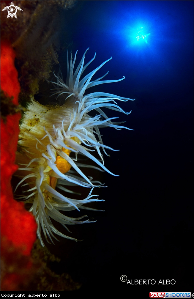 A Anemona Actinia