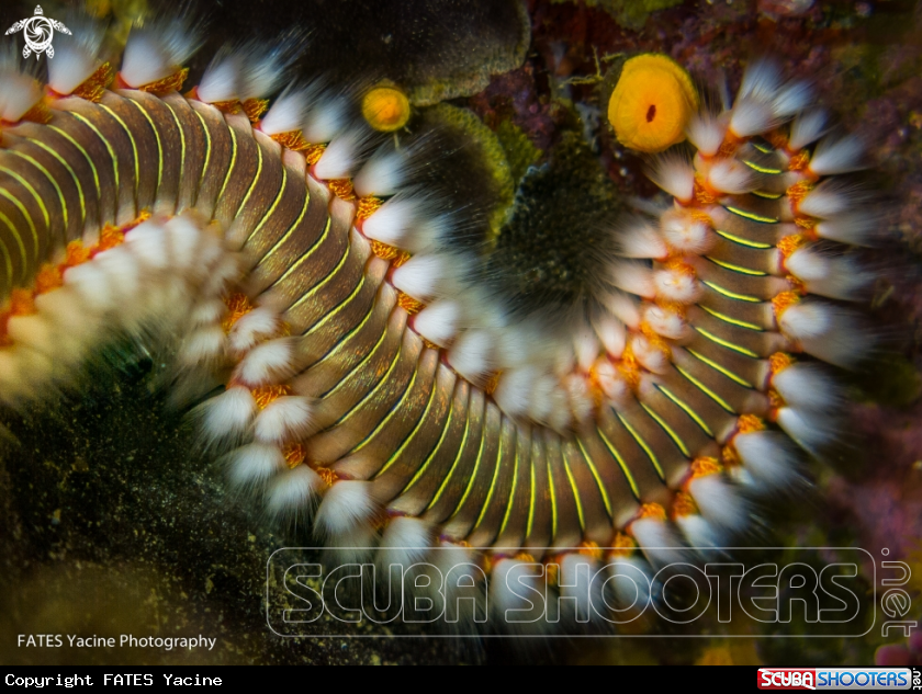 A fire worm