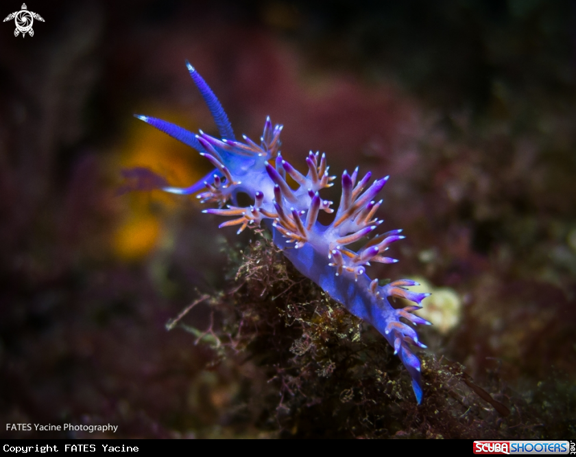A Flabellina affinis